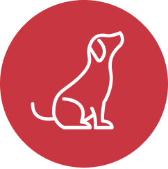 Koira
