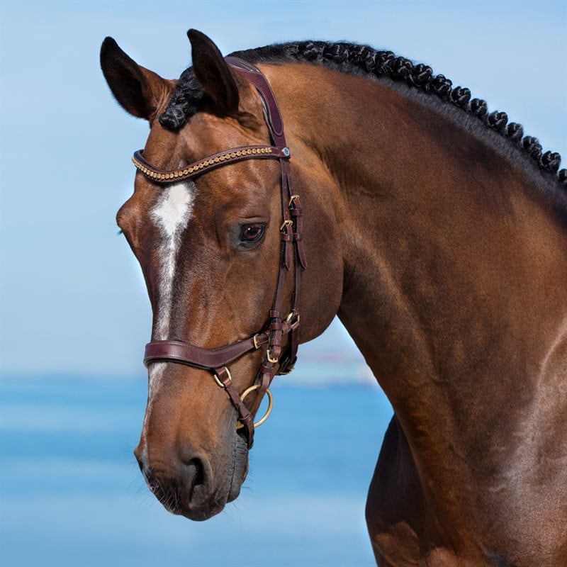 Suitset Chester Fairfield® Tummanruskea