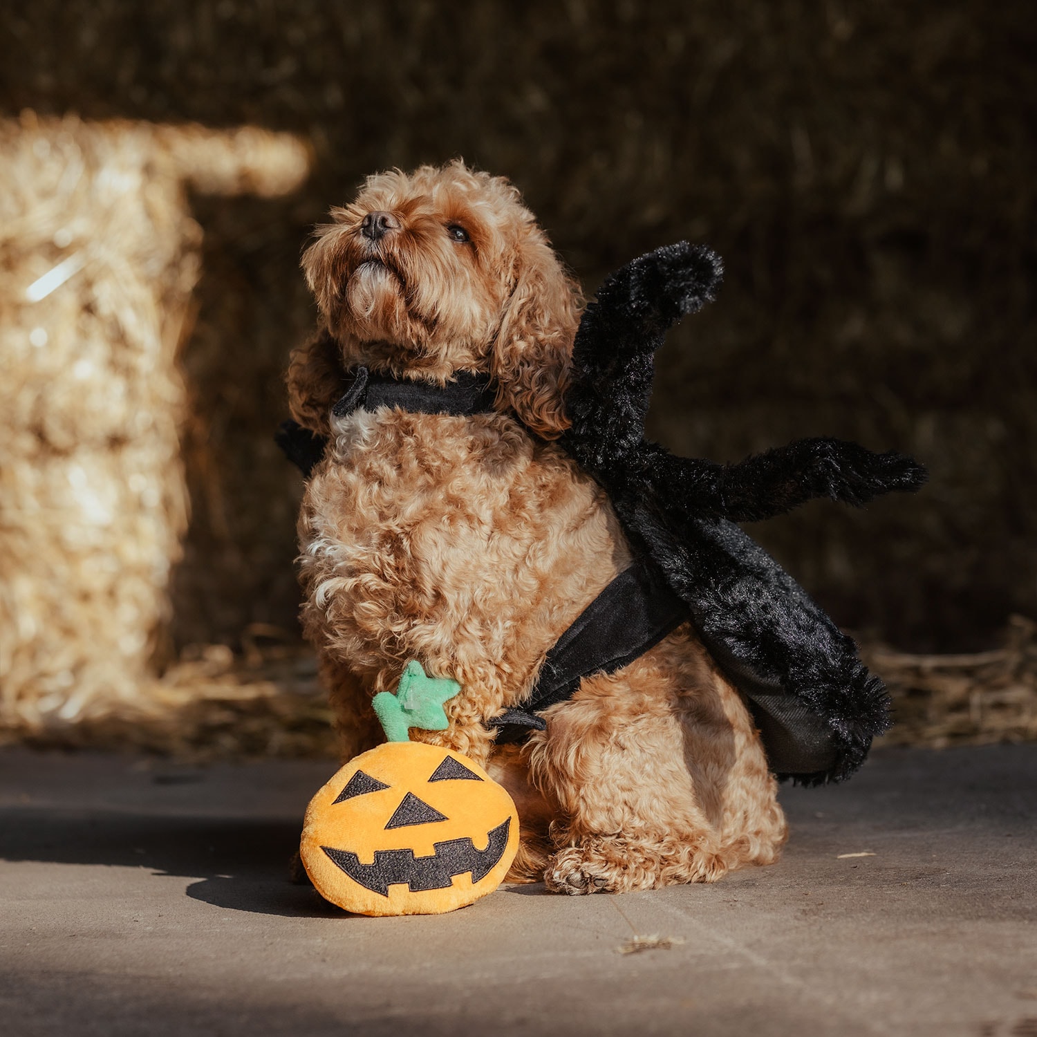 Koiranlelu  Halloween Pumpkin traxx®