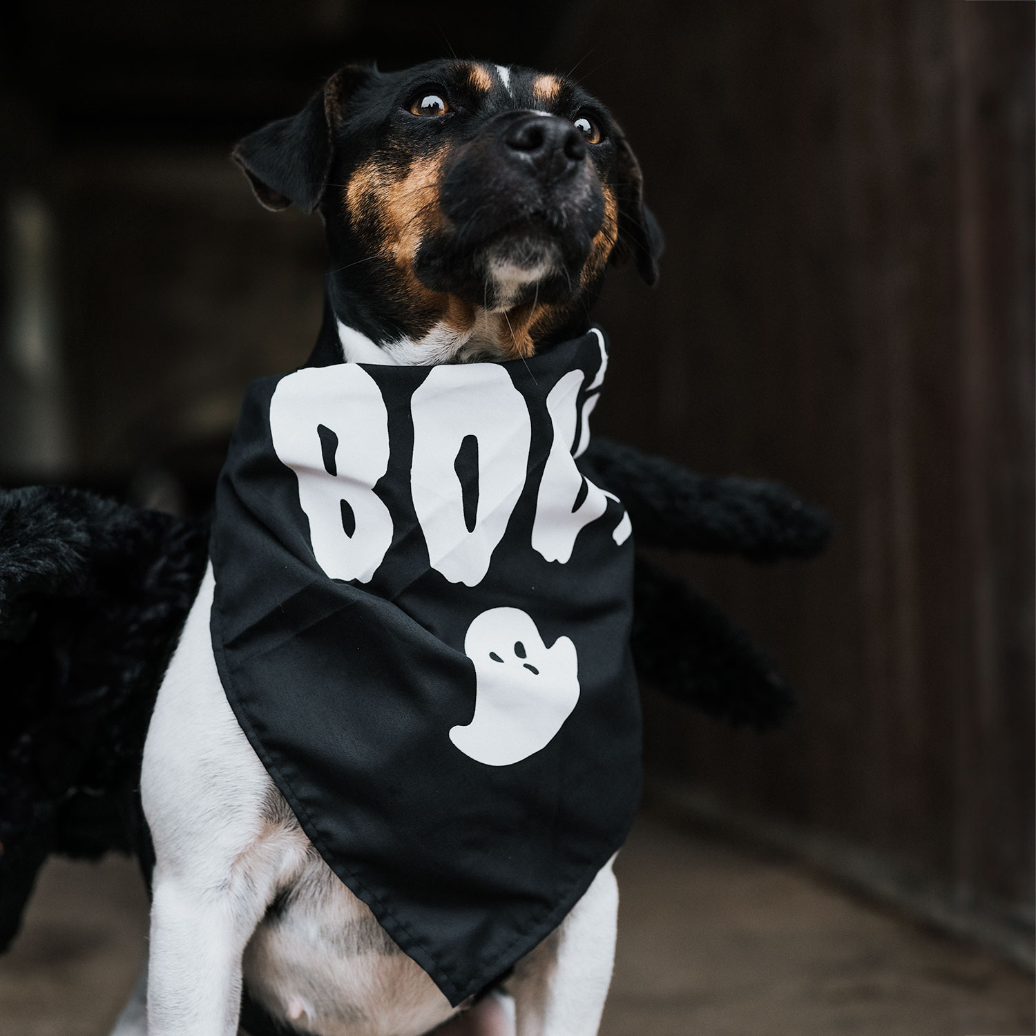 Huivi Koira Halloween traxx®