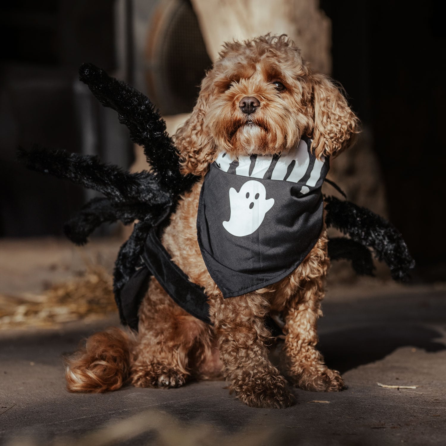 Huivi Koira Halloween traxx®
