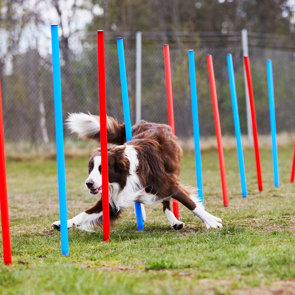 Agility Pujottelukepit   traxx®