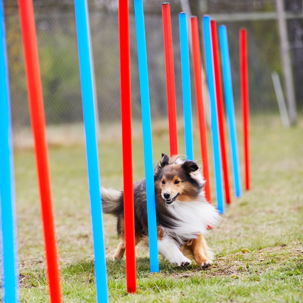 Agility Pujottelukepit   traxx®