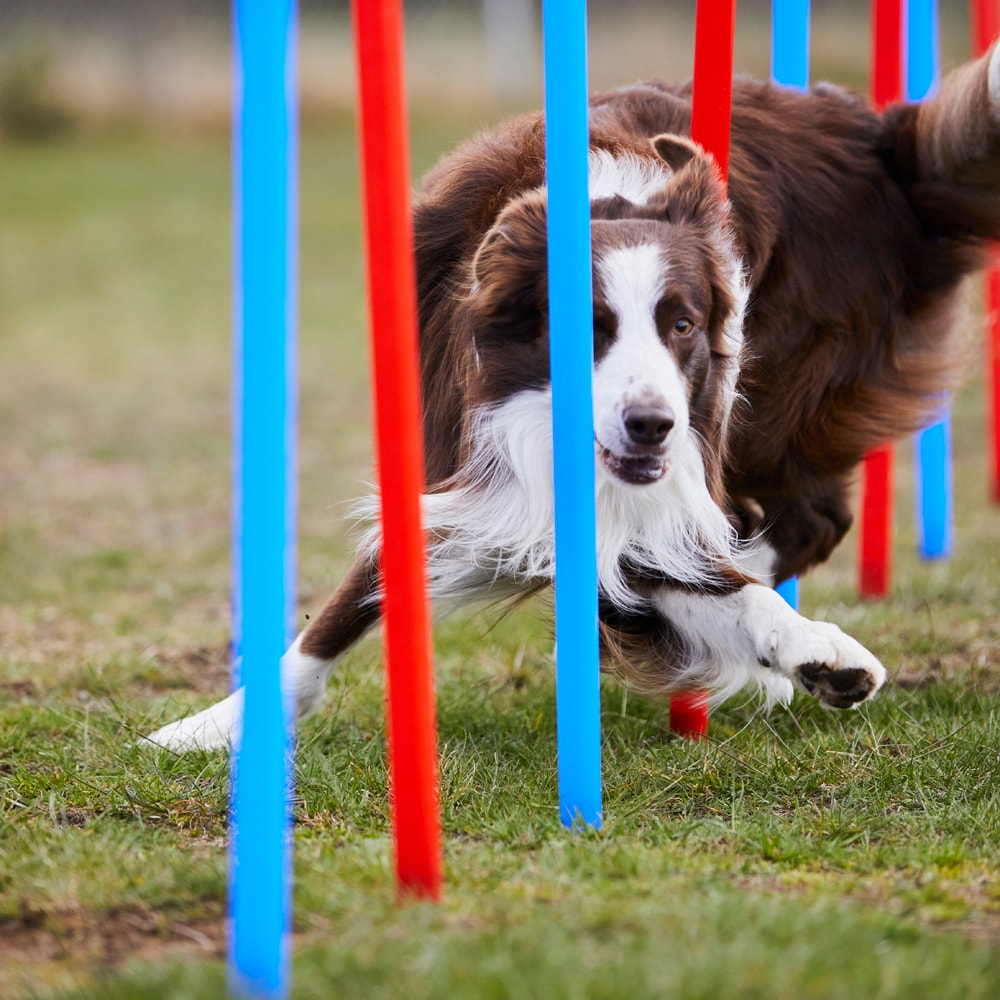 Agility Pujottelukepit   traxx®