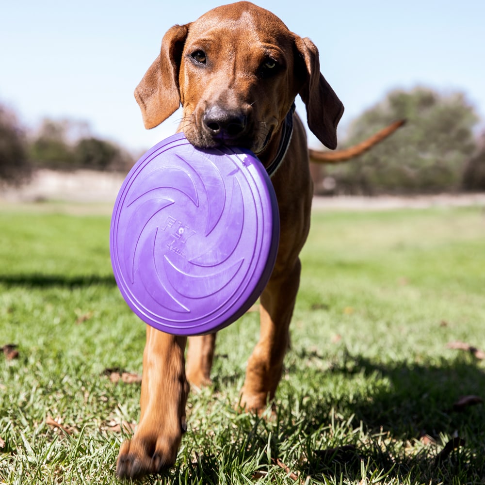 Koiranlelu  Frisbee traxx®