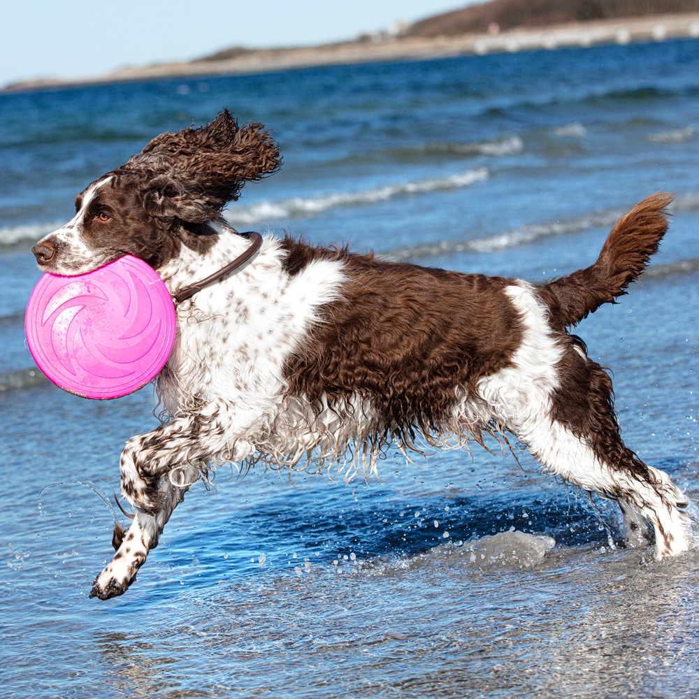 Koiranlelu  Frisbee traxx®