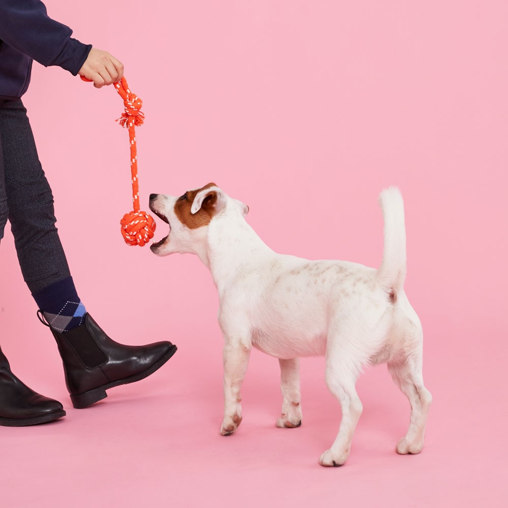 Koiranlelu Rover traxx®