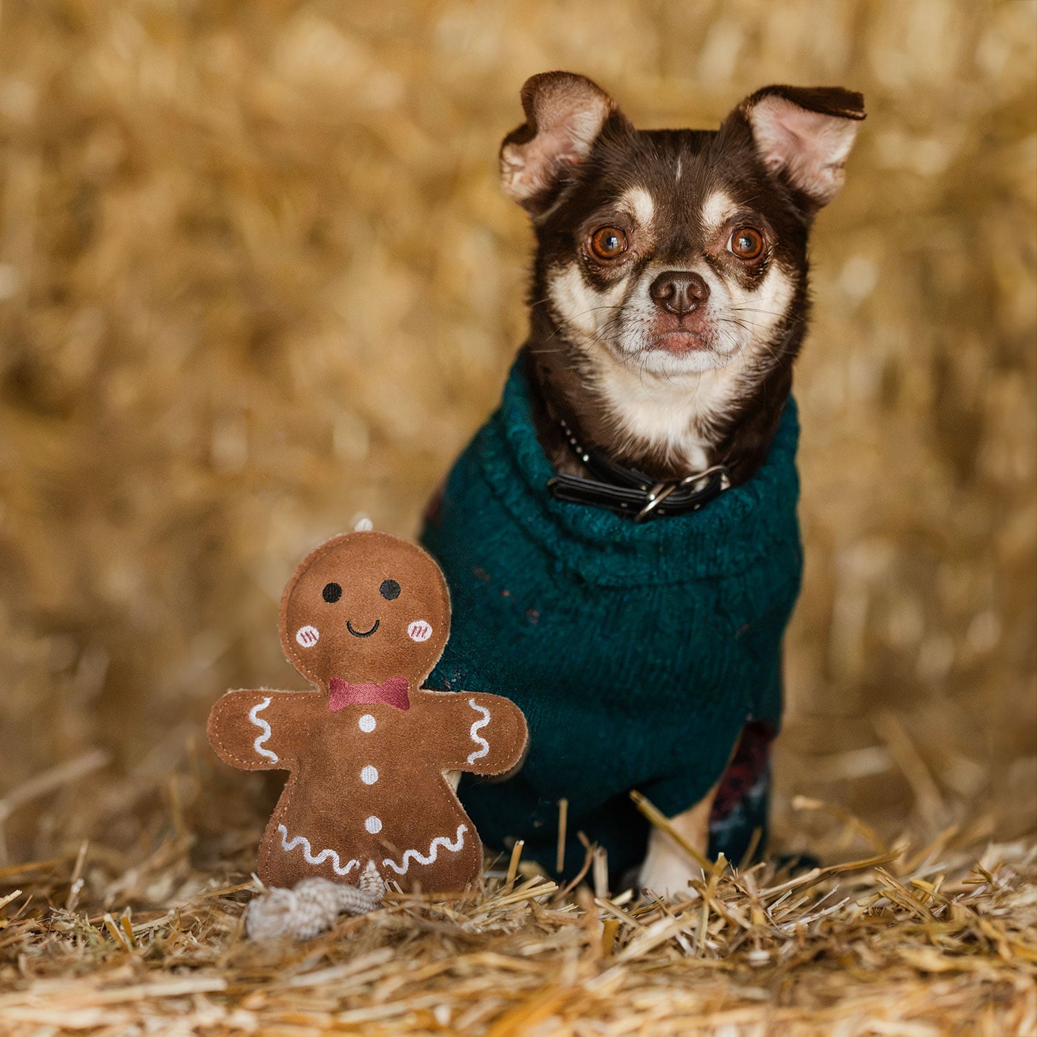 Koiranlelu Gingerbread traxx®