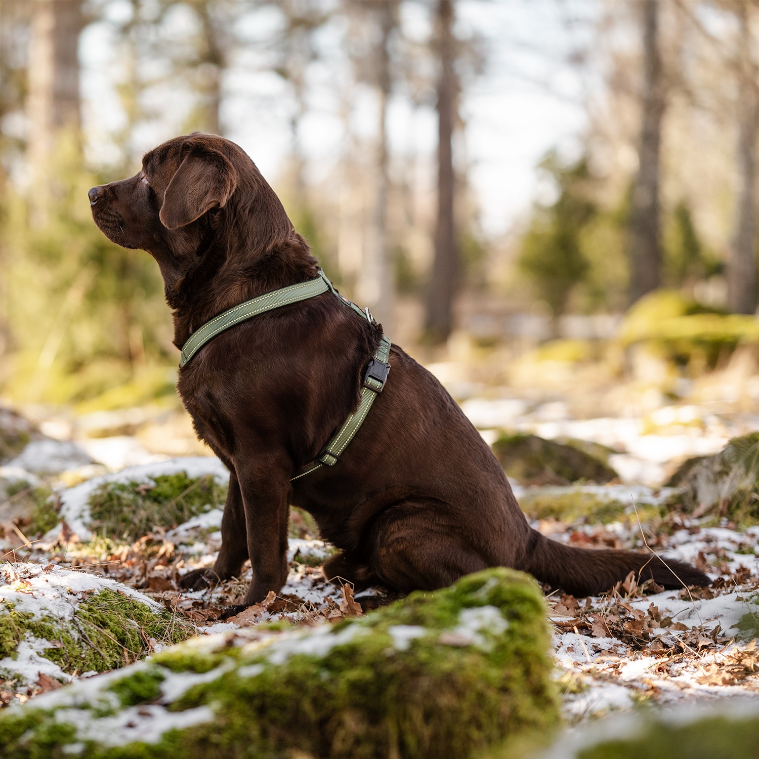 Y-valjaat Base 2.0 traxx®