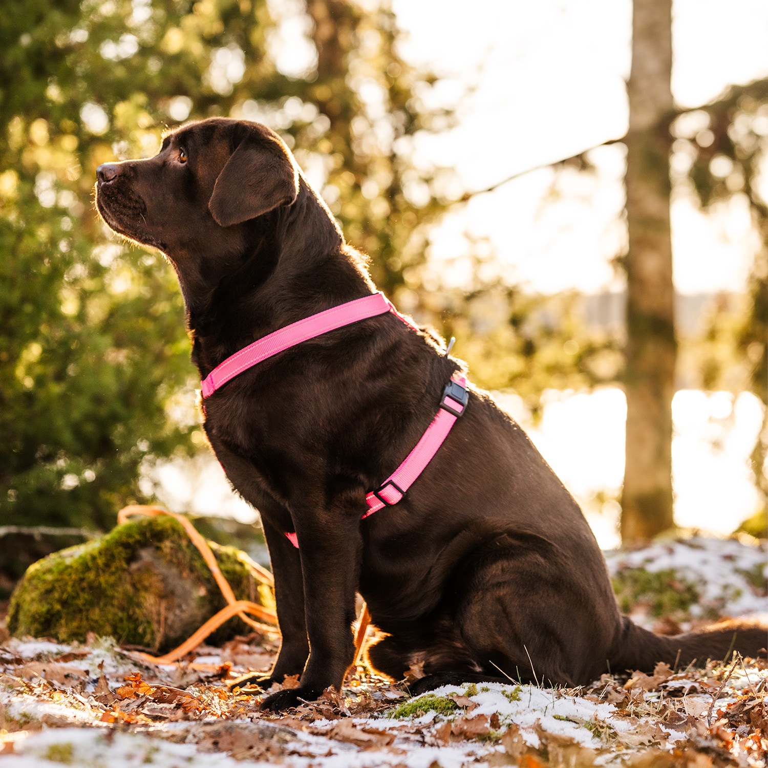 Y-valjaat Base 2.0 traxx®