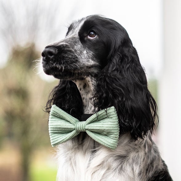 Koiranrusetti Nifty traxx®