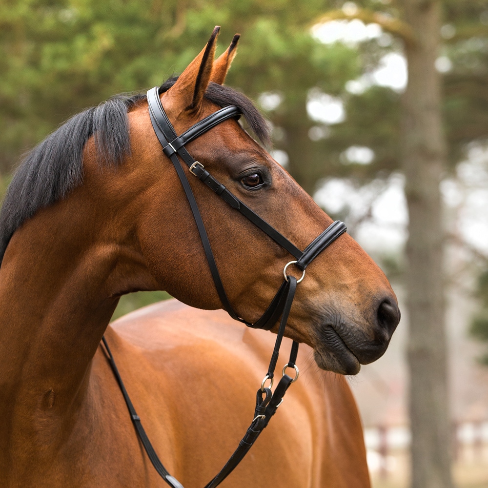 Kuolaimettomat Suitset Fairfield®