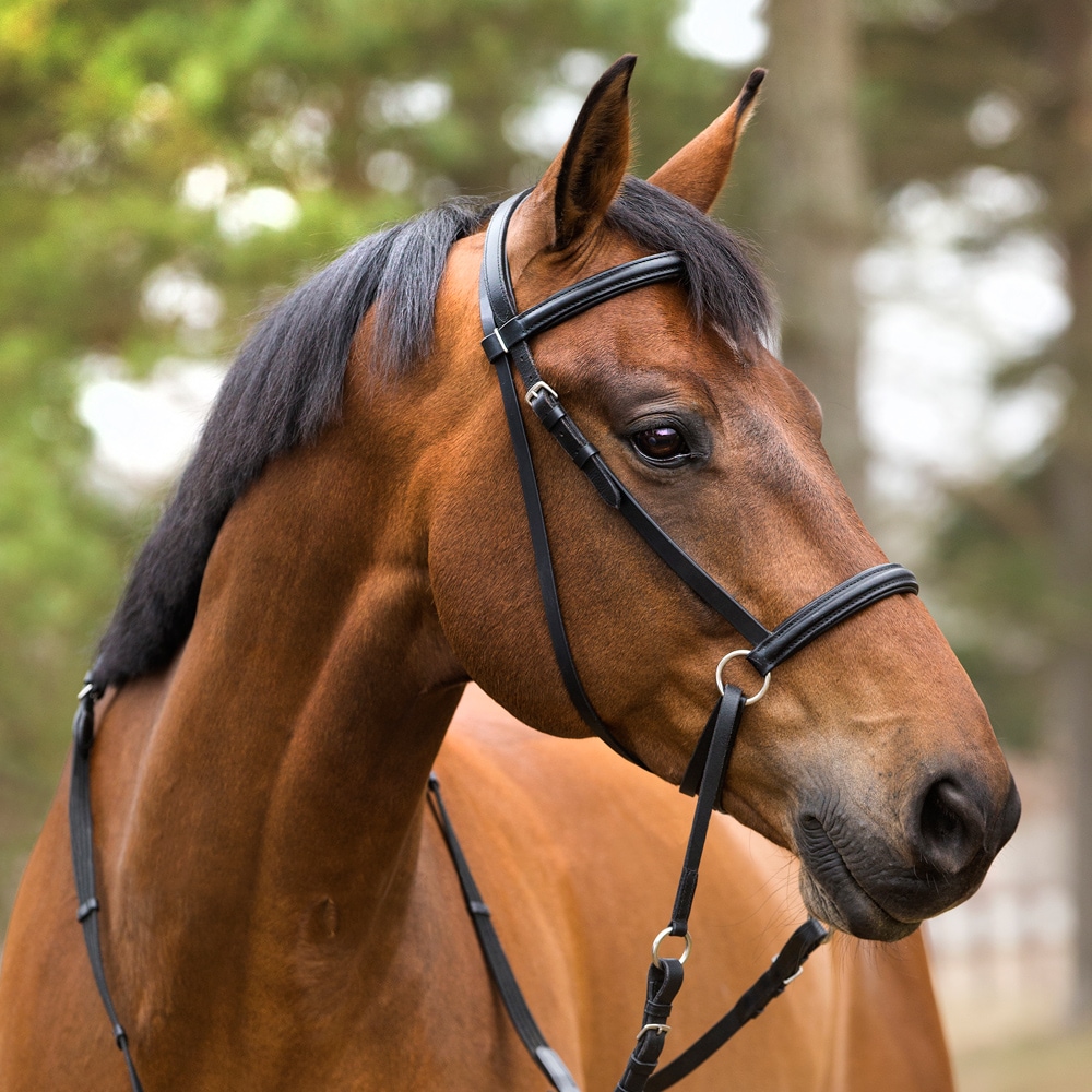 Kuolaimettomat Suitset Fairfield®