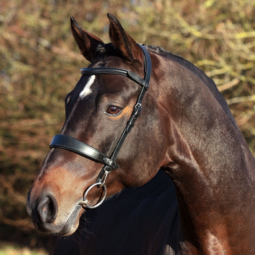 Suitset Frondeur Fairfield®