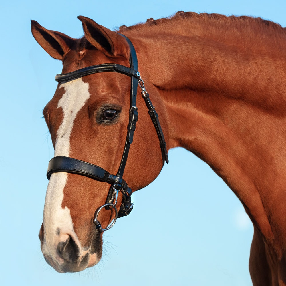 Suitset Frondeur Fairfield®