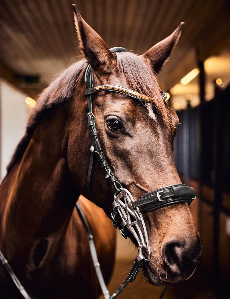Hackamore-suitset  Carl JH Collection®