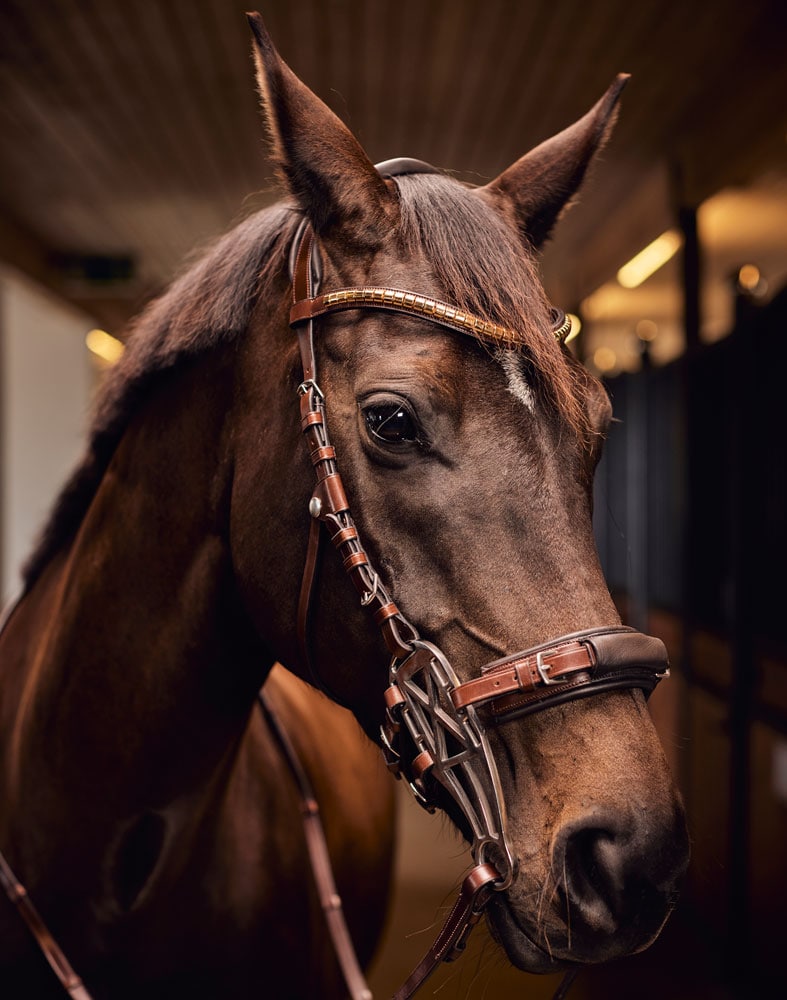 Hackamore-suitset  Carl JH Collection®