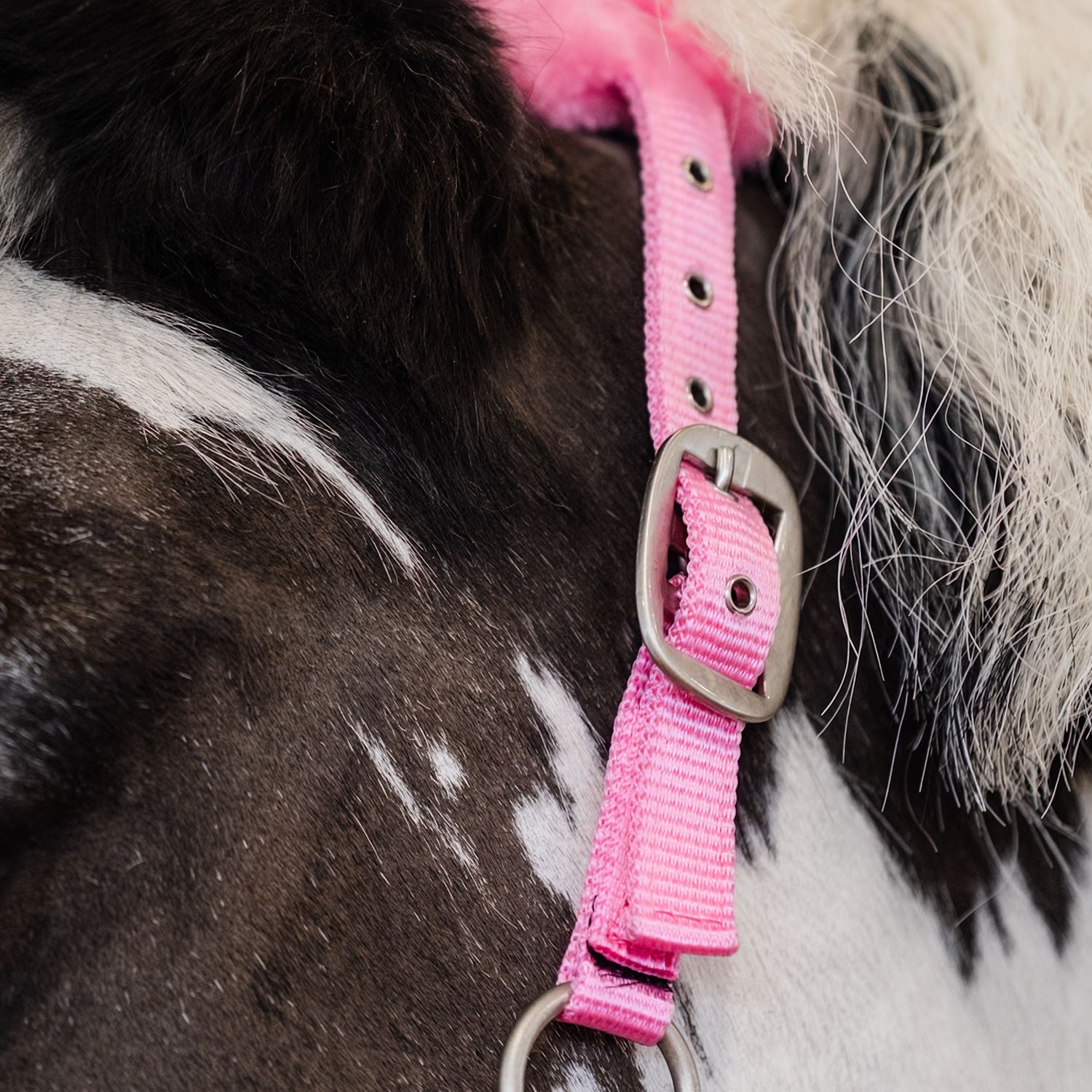 Riimu Robin Fairfield®