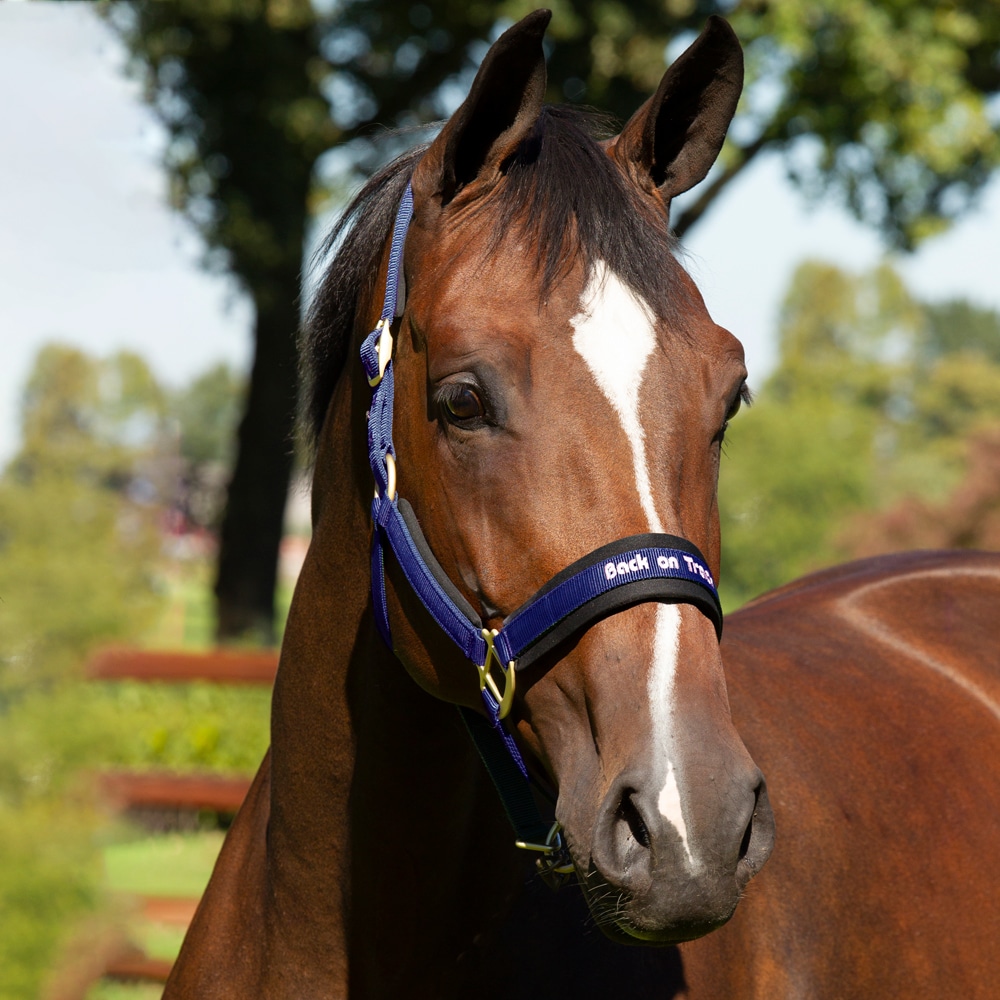 Riimu  Werano Back on Track®