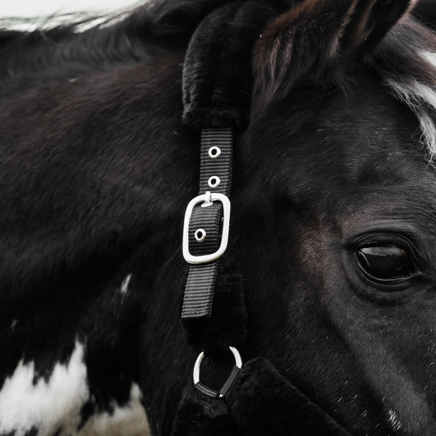 Riimu Corrado Fairfield®