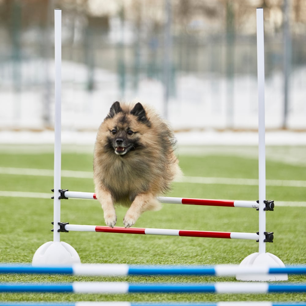 Agility-keppi/rima  Bounce traxx®